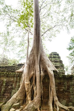 Ta Prohm Harabeleri 'ndeki Khmer Tapınağı' ndaki yıkıntıların üzerinde yaylı ağaç resmi.
