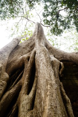 Yaylı ağaç görüntüsü. Kamboçya 'daki yerel tropik ağaç.