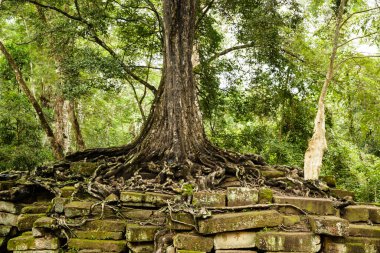 Ta Prohm Harabeleri 'ndeki Khmer Tapınağı' ndaki yıkıntıların üzerinde yaylı ağaç resmi.