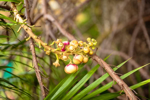 Фото Квітки Shorea Robusta Або Dipterocarpaceae — стокове фото