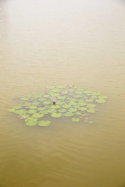 Gambar Tanaman Air Bunga Bakung Atau Bunga Teratai — Stok Foto