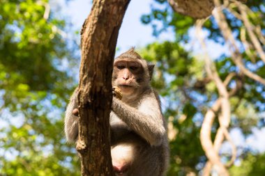 Ağaçtaki gri bir maymunun resmi.