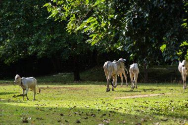Asya 'daki ineklerin resmi. Tropikal havada beyaz inekler.