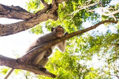 Ağaçtaki gri bir maymunun resmi.