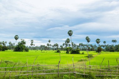 Kamboçya 'daki pirinç tarlası görüntüsü. Asya 'da tarım.