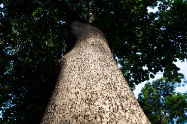 Kum havuzu ağaç gövdesi görüntüleri. Korunmak için çivili ağaç.