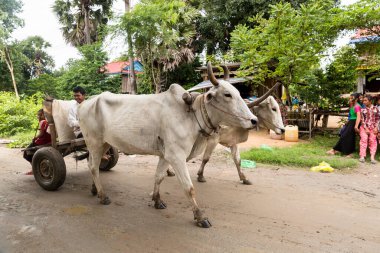 Phnom Penh, Phnom Penh / Kamboçya - 8 Ekim 2016: Kırsal bir Khmer sahnesinin kırsal alanda inek arabasıyla görüntüsü. 