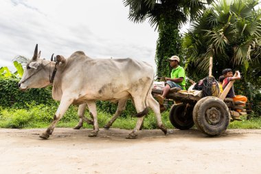 Phnom Penh, Phnom Penh / Kamboçya - 8 Ekim 2016: Kırsal bir Khmer sahnesinin kırsal alanda inek arabasıyla görüntüsü. 