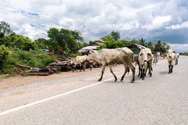 Asya 'daki ineklerin resmi. Tropikal havada beyaz inekler.