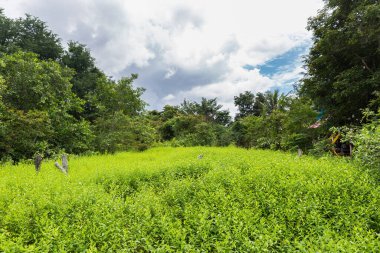 Asya 'daki yeşil bir alanın görüntüsü. Tropikal kırsal alan.