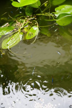 Minik mavi balığın evcil hayvan maması yediği bir gölet. Tropikal renkli balıklar.