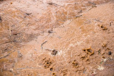 Yerdeki bir su birikintisinin görüntüsü. Yağmurdan kaynaklanan su yüzünden yansıma ve dokusu.