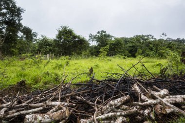 Peru ormanının insan müdahalesi görüntüsü. İnsan faaliyetleri nedeniyle ormanların tahrip edilmesi.