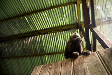 Peru ormanından küçük bir maymunun görüntüsü. Amazon mahallesinde yaşayan dost canlısı bir maymun..