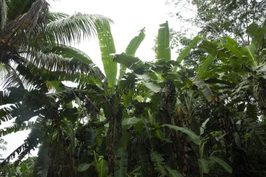 Peru yağmur ormanlarının görüntüsü. Amazon ormanında tropik bitki örtüsü. Güneşli bir gün.