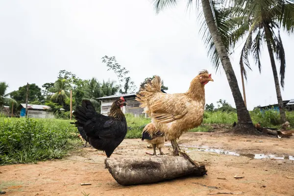 Bild Några Kycklingar Det Fria Landsbygdsgård Med Gratis Kycklingar Den — Stockfoto