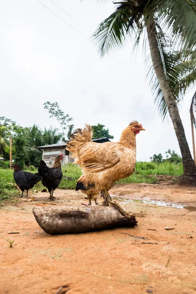 Bild Några Kycklingar Det Fria Landsbygdsgård Med Gratis Kycklingar Den — Stockfoto