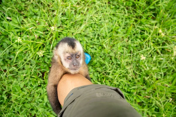 Image of a small monkey from Peruvian jungle. Friendly monkey living in a local amazon community.