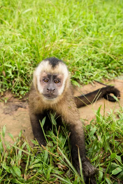 Image of a small monkey from Peruvian jungle. Friendly monkey living in a local amazon community.