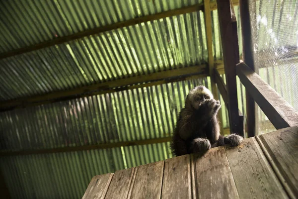 Image of a small monkey from Peruvian jungle. Friendly monkey living in a local amazon community.