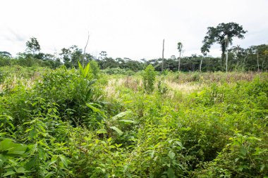 Peru yağmur ormanlarının görüntüsü. Amazon ormanında tropik bitki örtüsü. Güneşli bir gün.