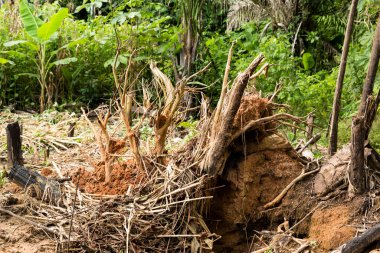 Peru ormanının insan müdahalesi görüntüsü. İnsan faaliyetleri nedeniyle ormanların tahrip edilmesi.
