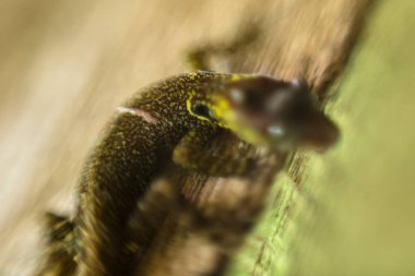 Küçük bir kertenkele resmi. Sürüngen derisinin bir detayını kapat..