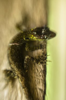 Küçük bir kertenkele resmi. Sürüngen derisinin bir detayını kapat..