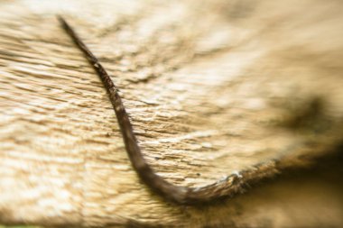 Küçük bir kertenkele resmi. Sürüngen derisinin bir detayını kapat..