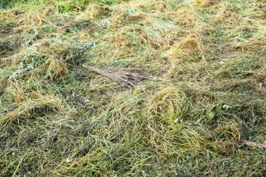 Peru Ormanı 'nın kırsalındaki çimen görüntüsü. Çimenden yapılma. Yeşil ve sarı desenli.