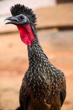 Spix 's Guan ya da Penelope Jacquacu' nun resmi. Daha çok Peru 'da orman hindisi olarak bilinir. Amazon ormanından vahşi bir kuş.