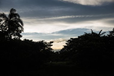Gün batımında ya da öğleden sonra ağaçların tepesinde. Öğleden sonra Peru ormanındaki ormanda. 