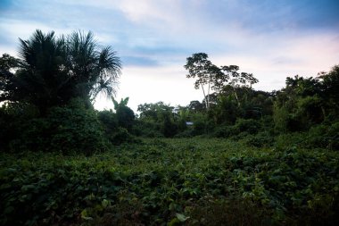 Peru yağmur ormanlarının görüntüsü. Amazon ormanında tropik bitki örtüsü. Güneşli bir gün.