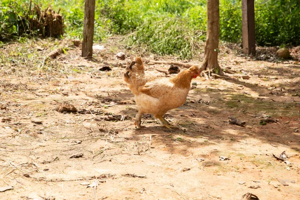 Açık Alandaki Birkaç Tavuğun Görüntüsü Peru Ormanı Nda Kırsal Alanda — Stok fotoğraf