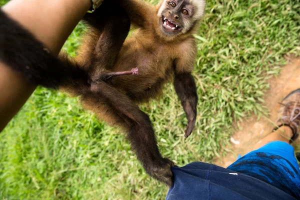 Image of a small monkey from Peruvian jungle. Friendly monkey living in a local amazon community.