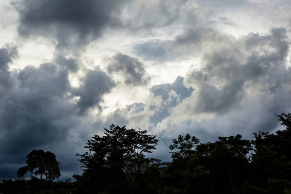图为秘鲁热带雨林 亚马逊丛林的热带植被 阳光灿烂 — 图库照片