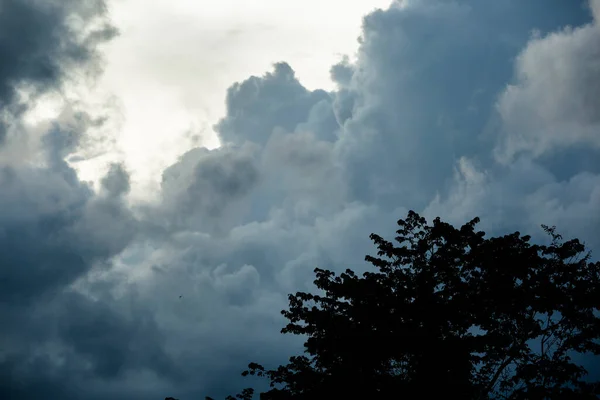 Imagem Árvore Com Céu Azul Ramo Com Folhas Verdes Natureza — Fotografia de Stock