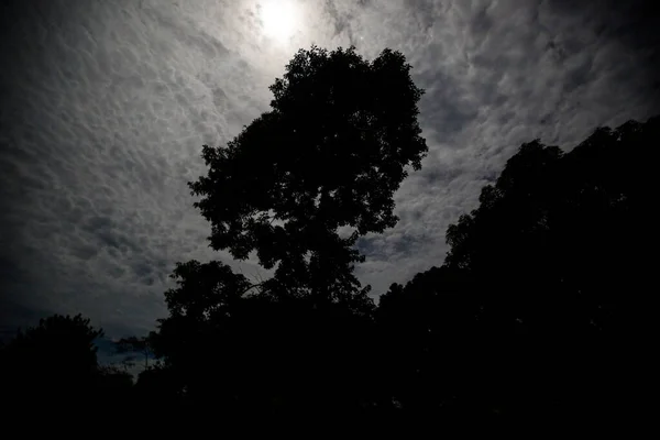 Immagine Della Notte Buia Nella Giungla Peruviana Serata Foresta Pluviale — Foto Stock