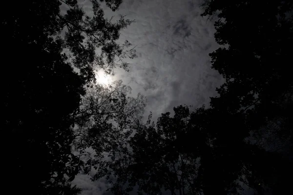 Gambar Malam Yang Gelap Hutan Peru Malam Hutan Hujan Bayangan — Stok Foto