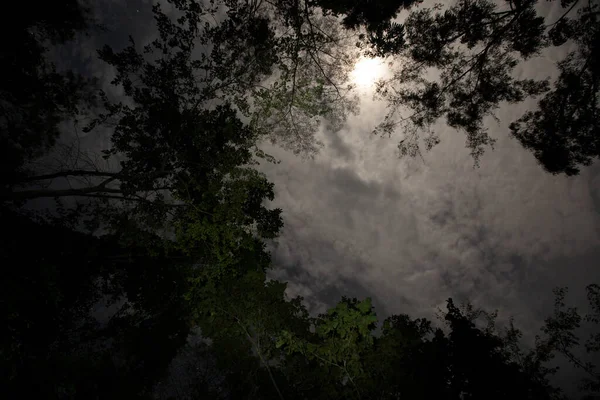 Gambar Malam Yang Gelap Hutan Peru Malam Hutan Hujan Bayangan — Stok Foto