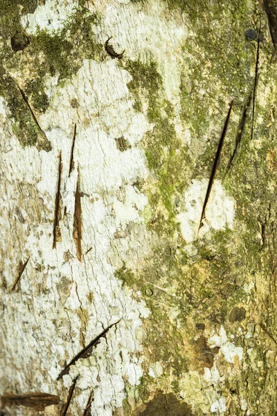 Imagem Superfície Uma Árvore Cortada Com Uma Faca Marcas Actividade — Fotografia de Stock