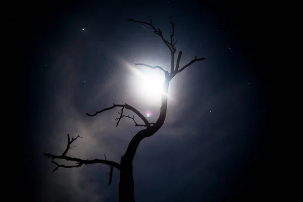 月明かりで夜に葉のない古い木のイメージ ペルーのジャングルの暗い自然シーン — ストック写真