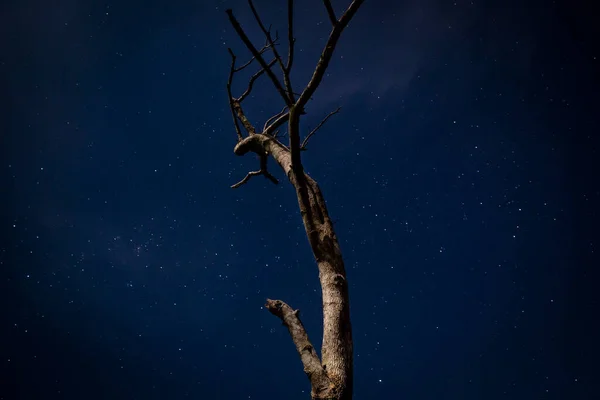 Image of a old tree without leaves at night with moonlight. Dark nature scene in Peruvian jungle.