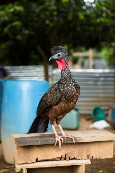 Spix Guan Penelope Jacquacu Nun Resmi Daha Çok Peru Orman — Stok fotoğraf