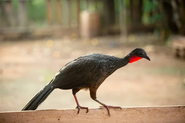 Spix Guan Penelope Jacquacu Nun Resmi Daha Çok Peru Orman — Stok fotoğraf