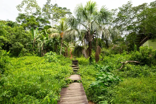 Peru 'daki bir Amazon ormanına giriş görüntüsü. Yağmur ormanlarının geleneksel kasabası.