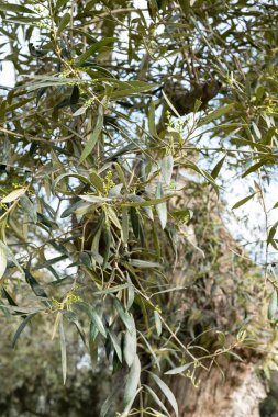 Görüntü: Lima Peru 'daki 