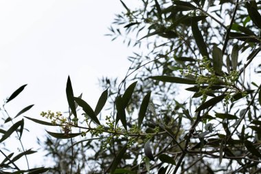 Görüntü: Lima Peru 'daki 