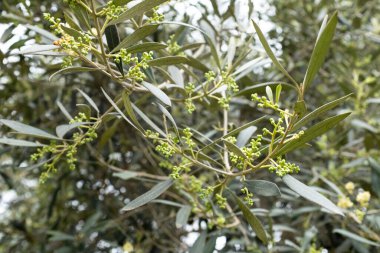 Görüntü: Lima Peru 'daki 