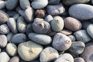 Minik yengeçli çakıl taşları. Pasifik Okyanusu 'ndaki Peru sahilinden çakıl taşları.